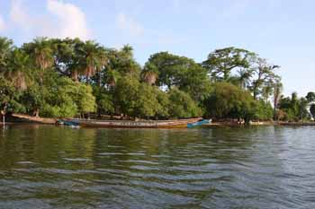 Mangroves sur Simal! L.. Tourisme - 